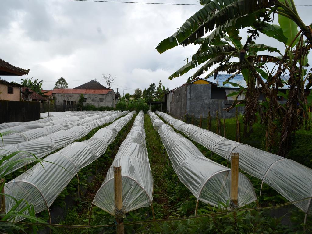 Dajan Buyan Homestay Bedugul  Exterior foto